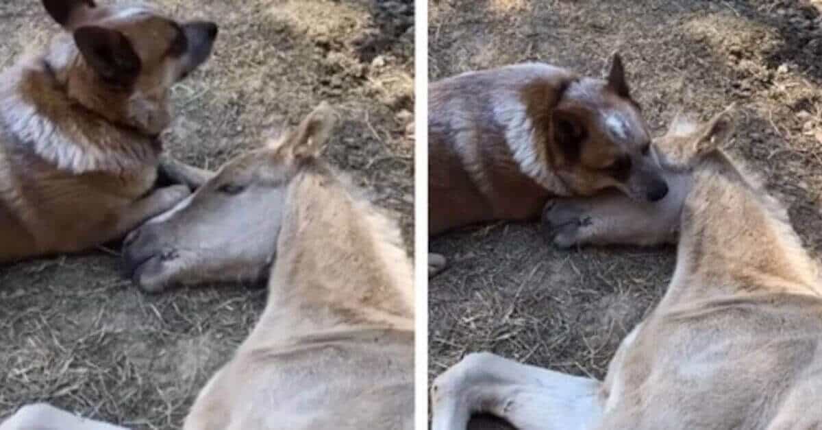 Il puledro orfano perde la voglia di vivere fino a quando un cane gentile non viene in suo soccorso