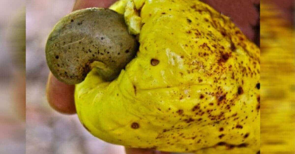 Sicuramente hai mangiato anacardi, ma non sai come sono prima di essere lavorati