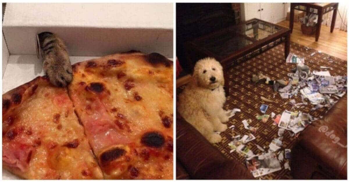 17 foto di animali che non rispettano le regole di convivenza