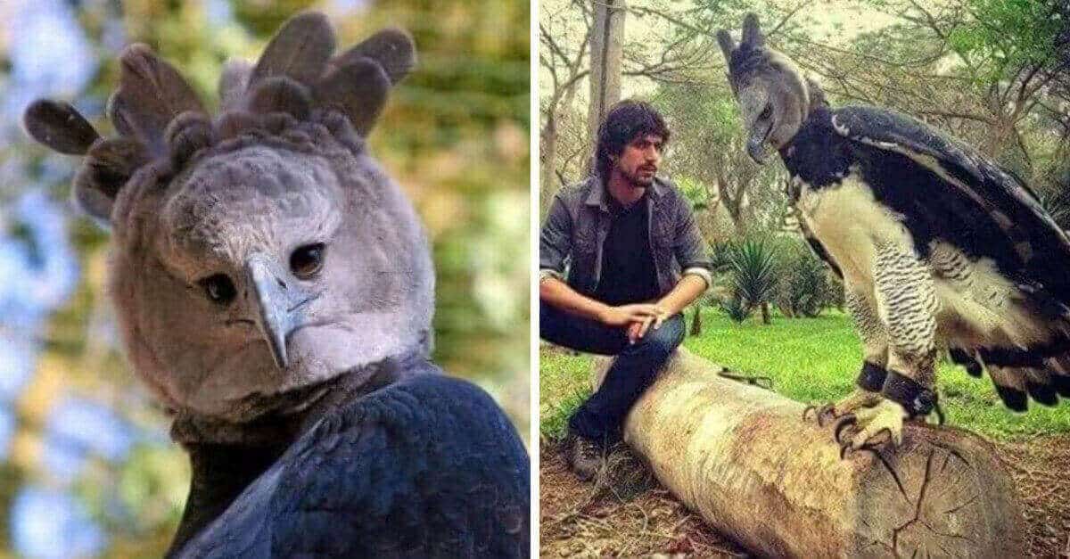 L’aquila arpia è così grande che alcune persone pensano che sia un essere umano in costume da uccello