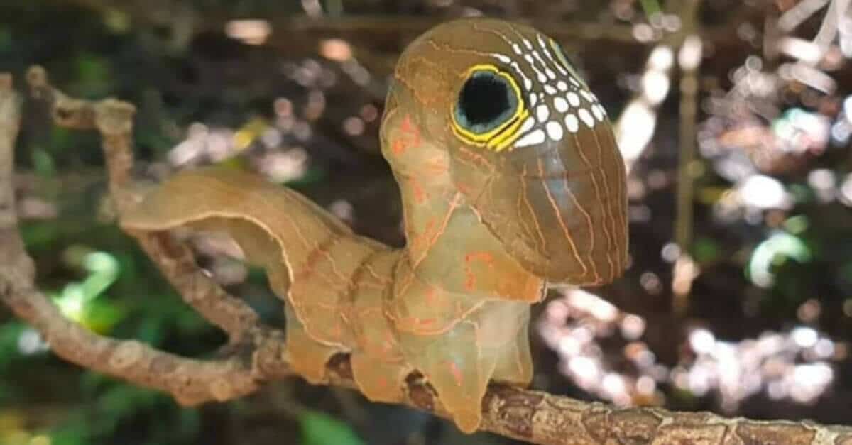 Un bruco si difende dai suoi predatori formando un “teschio” (le foto incredibile)