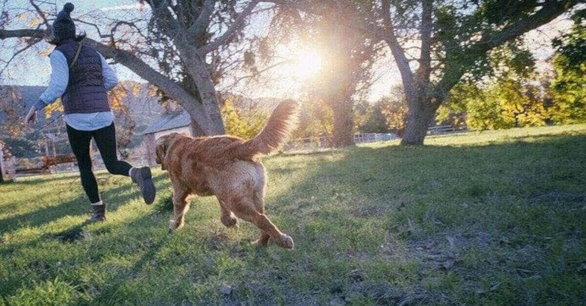 Se il tuo cane ti segue ovunque, c’è un problema da risolvere