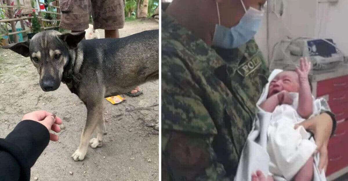 Il cane non smette di abbaiare finché qualcuno non lo sente e aiuta a salvare il bambino abbandonato nell’erba