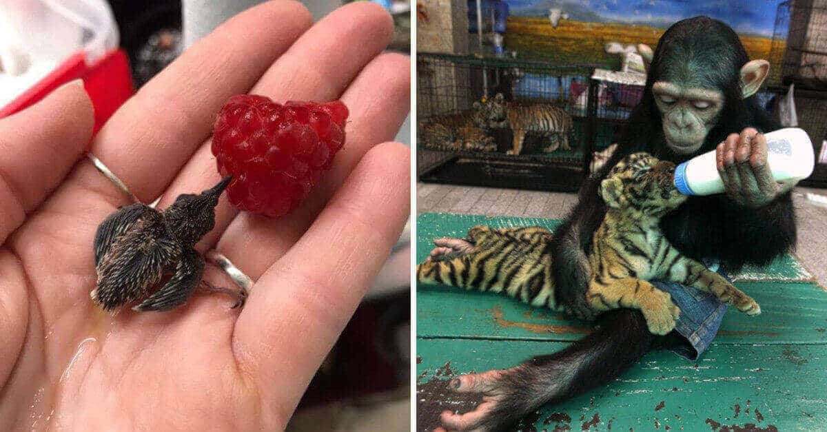 14 Immagini che mettono il buon umore