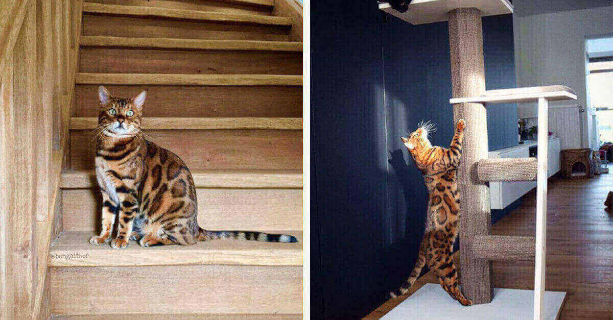 Thor potrebbe essere il gatto del bengala più bello del mondo