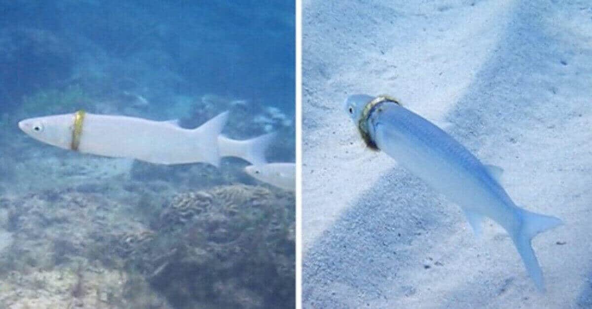 Perde la sua fede nuziale su una spiaggia e la ritrova mesi dopo; un pesce l’aveva come collana