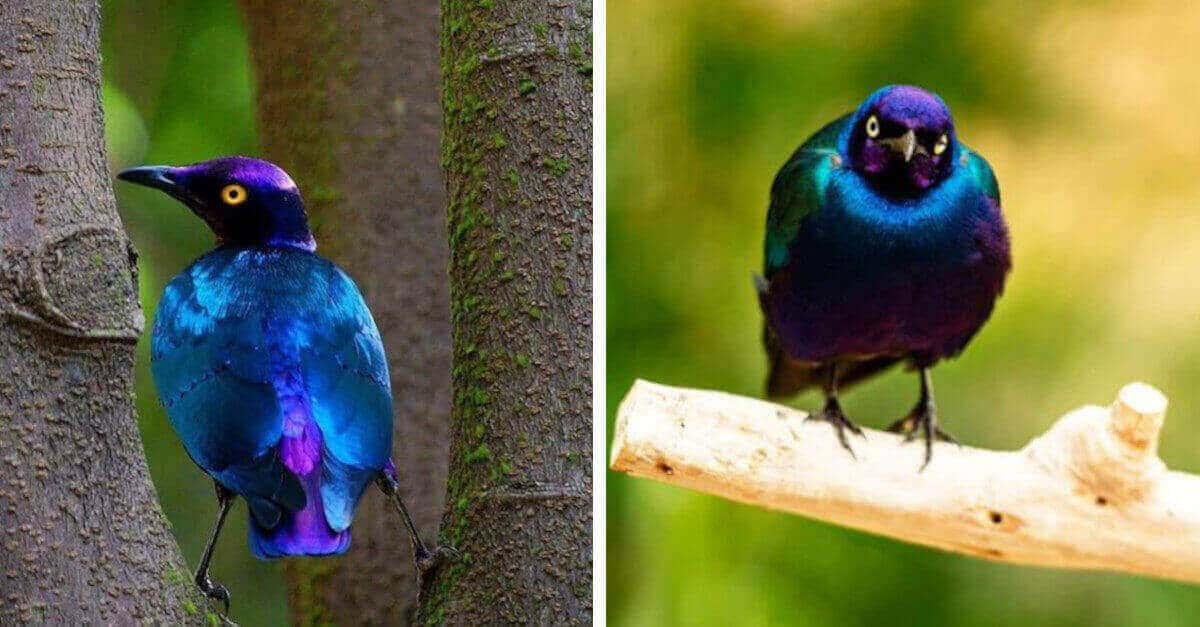 Gli storni viola lucidi hanno piume che sembrano metallo liquido al sole