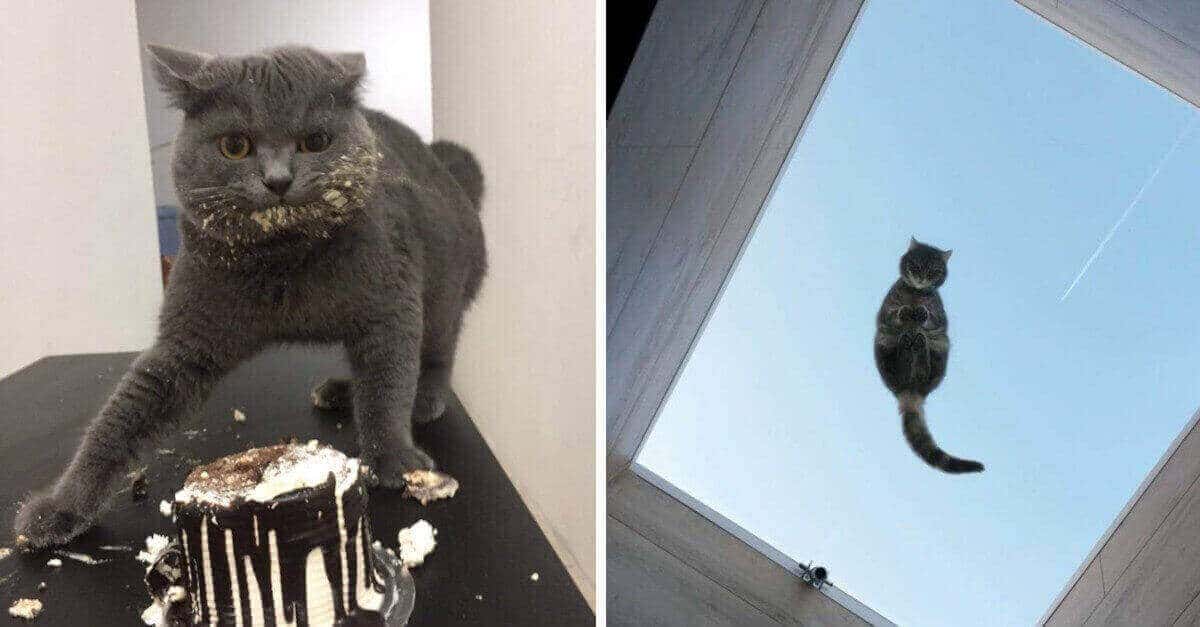 13 Foto che mostrano cosa succede quando si convive con un gatto