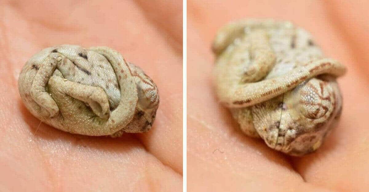 Questo camaleonte neonato non si è ancora reso conto di non essere più nell’uovo