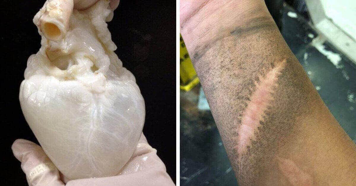 12 foto che dicono molto sul corpo umano