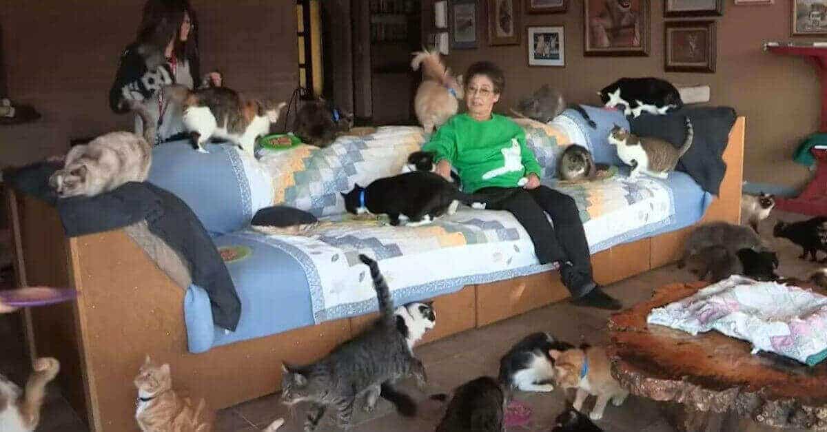 Così vive una donna che vive con più di 1.000 gatti