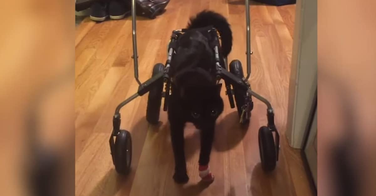 Una guerriera! Gattina con un problema al cervello impara a camminare con un deambulatore