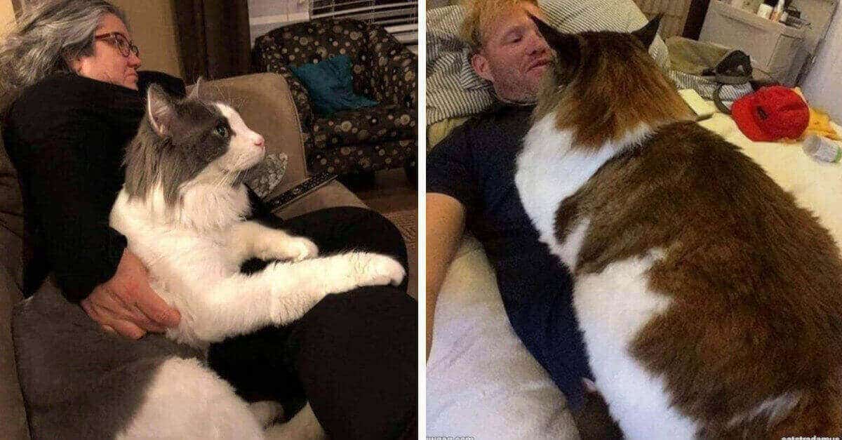 16 gatti che non sanno quanto sono realmente grandi