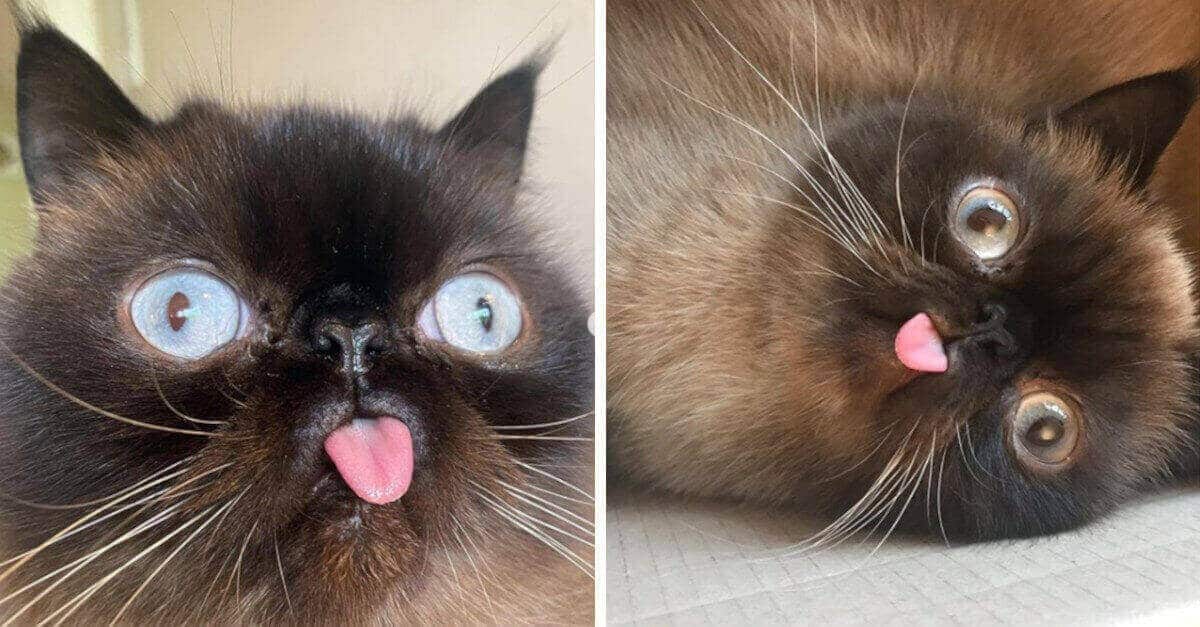 Questo gatto è il re delle linguacce e queste foto lo dimostrano perfettamente