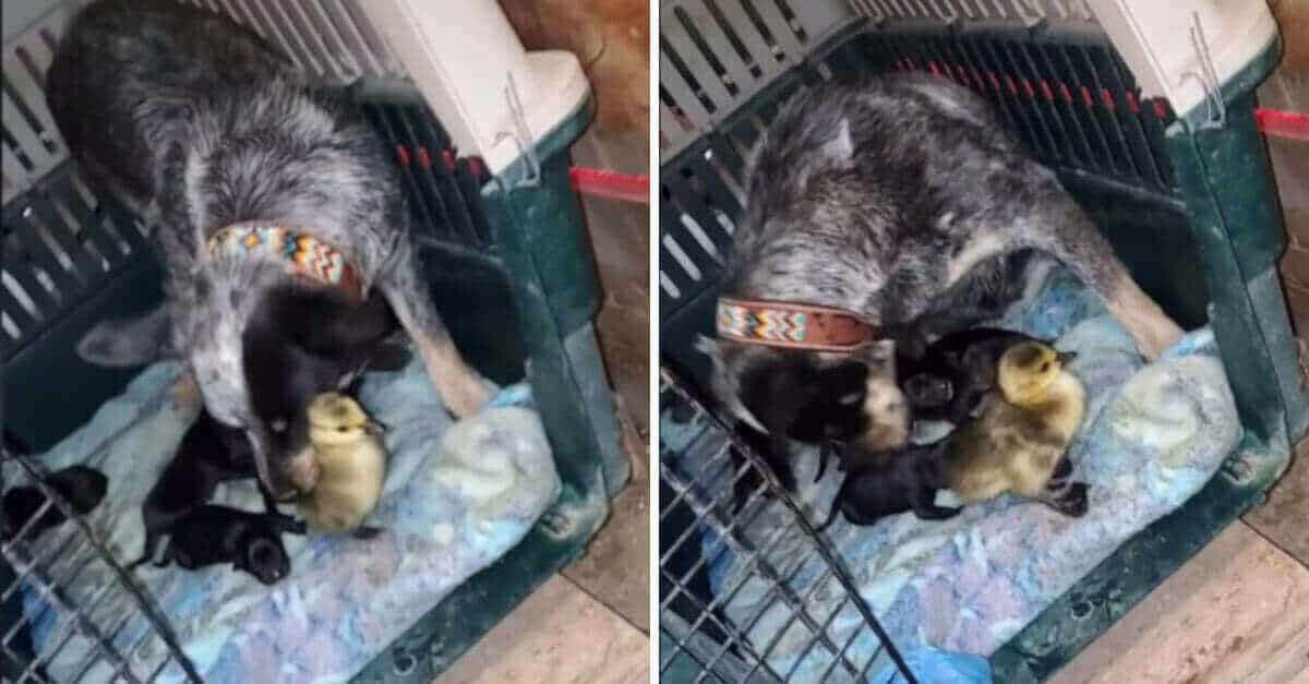 Cane appena diventato mamma si prende cura di un papero come se fosse suo figlio; bel video diventa virale