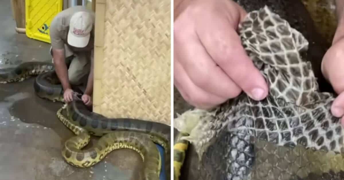 L’uomo aiuta un’enorme anaconda a cambiare pelle; il particolare video conquista TikTok