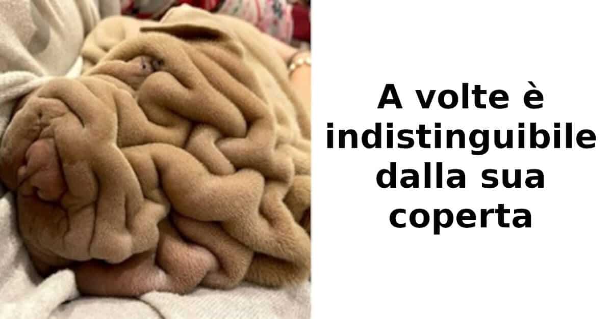 Il cane grinzoso viene spesso scambiato per la sua coperta