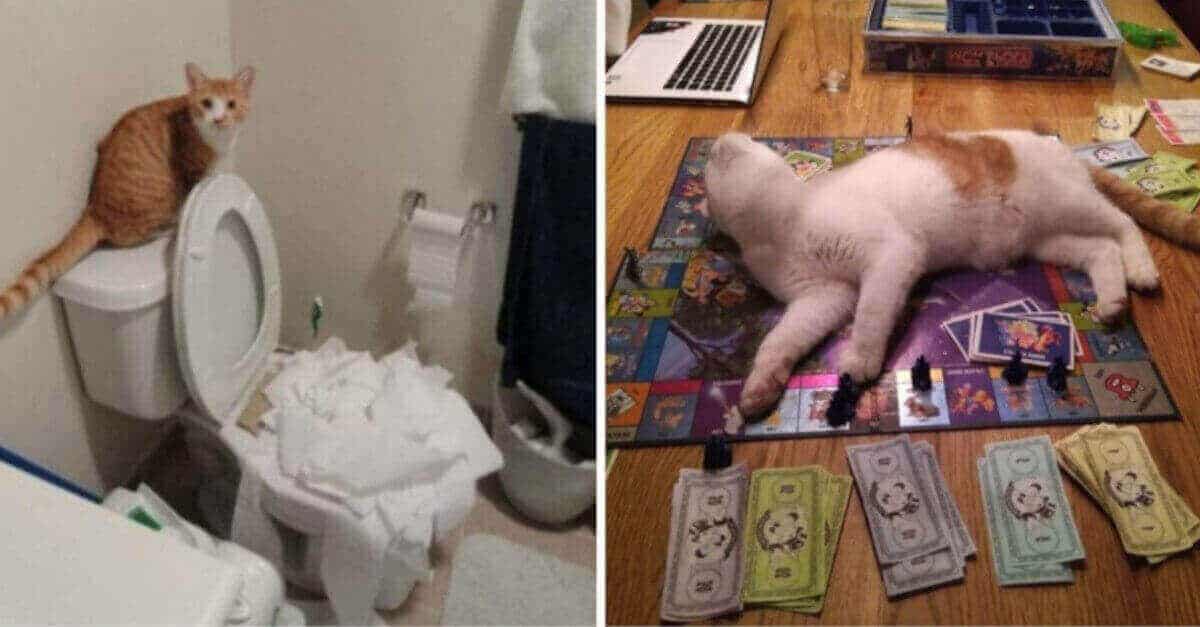 26 Foto di animali che amano scherzare