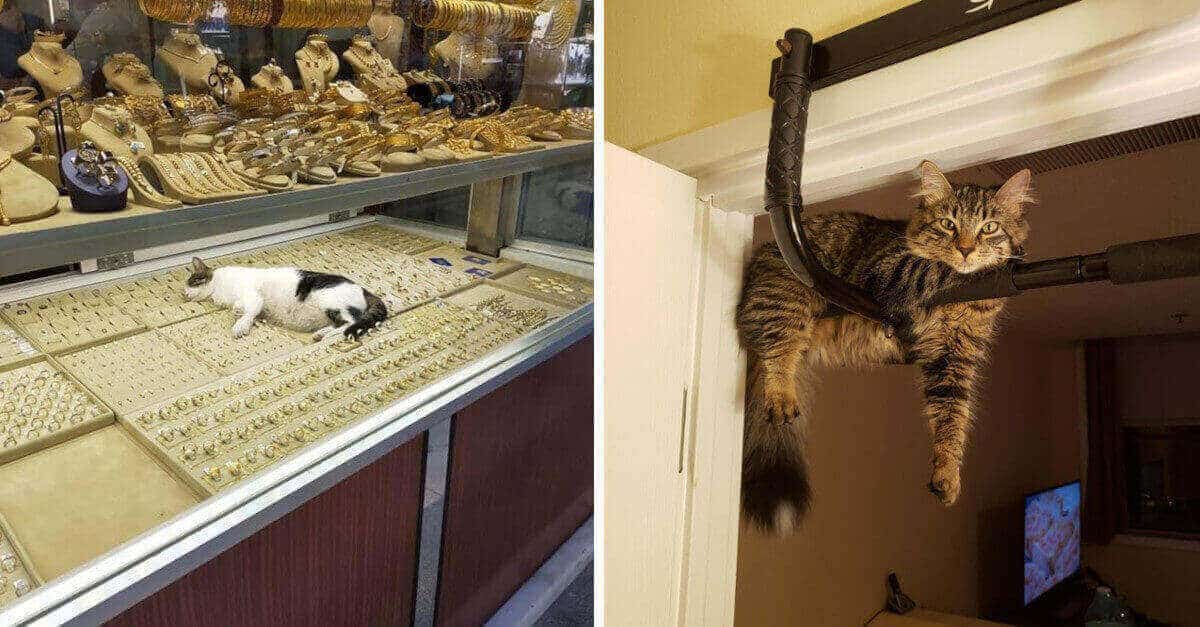 19 foto di gatti che hanno divertenti idee per il loro comfort