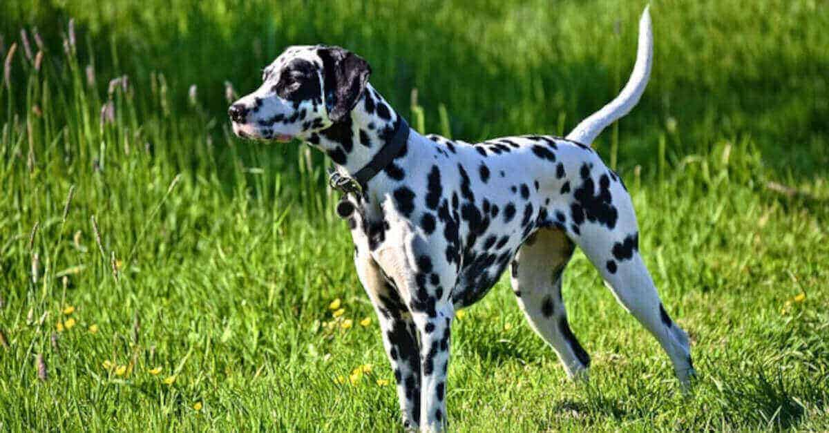 Questo è l’animale domestico per ogni segno zodiacale?