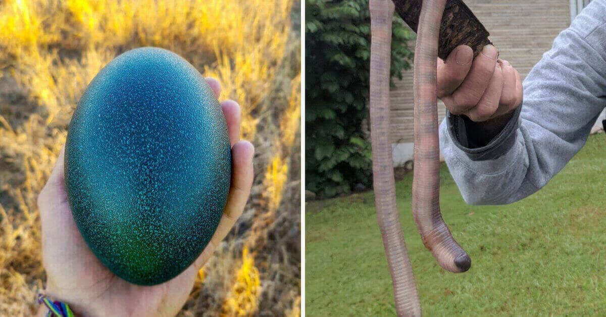 22 foto che dimostrano che l’Australia non è un paese per paurosi