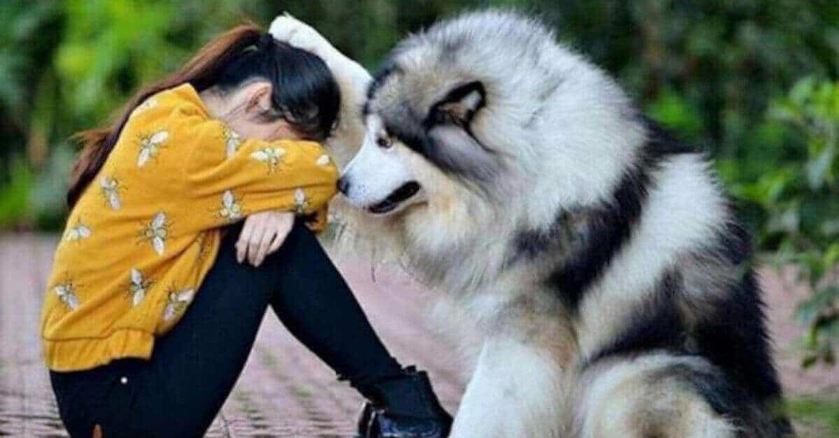 16 motivi per cui tutti dovrebbero avere un cane