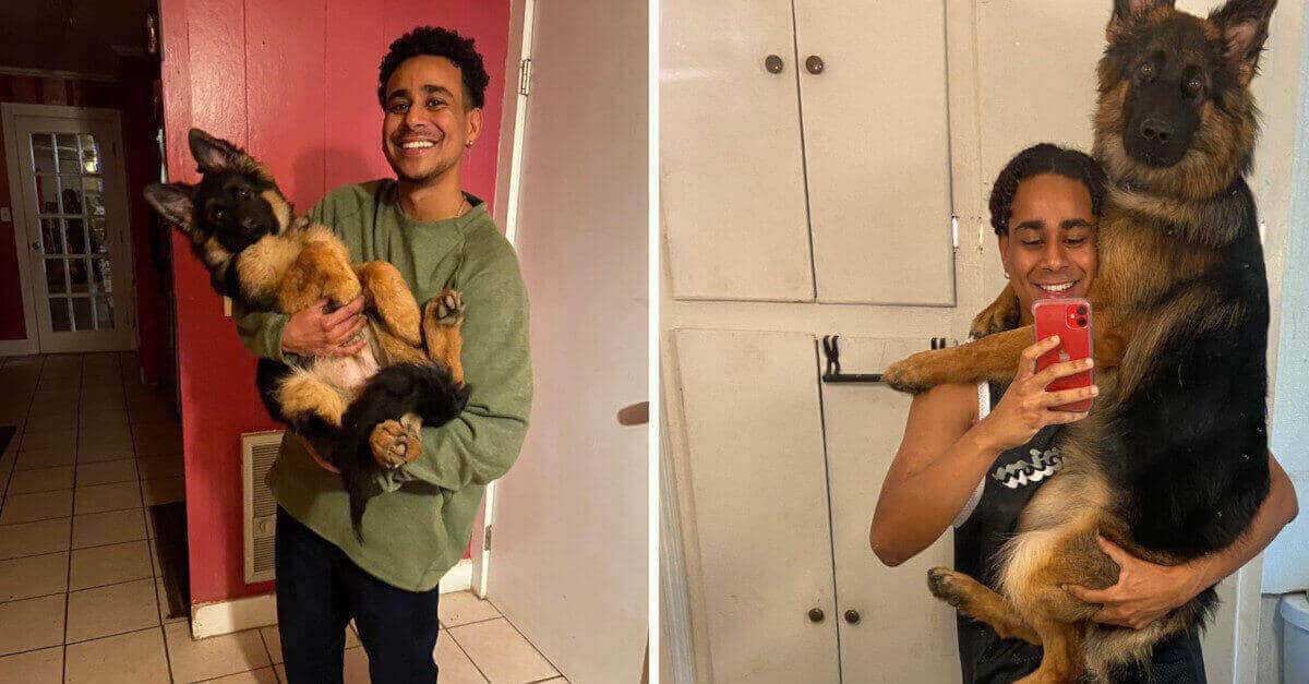 15 cani di grossa taglia che una volta erano molto piccoli, e non capiscono la loro nuova dimensione