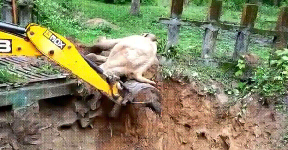 Un bulldozer salva un elefante tirandolo fuori da un fosso (e questo è il suo modo adorabile per ringraziarla)