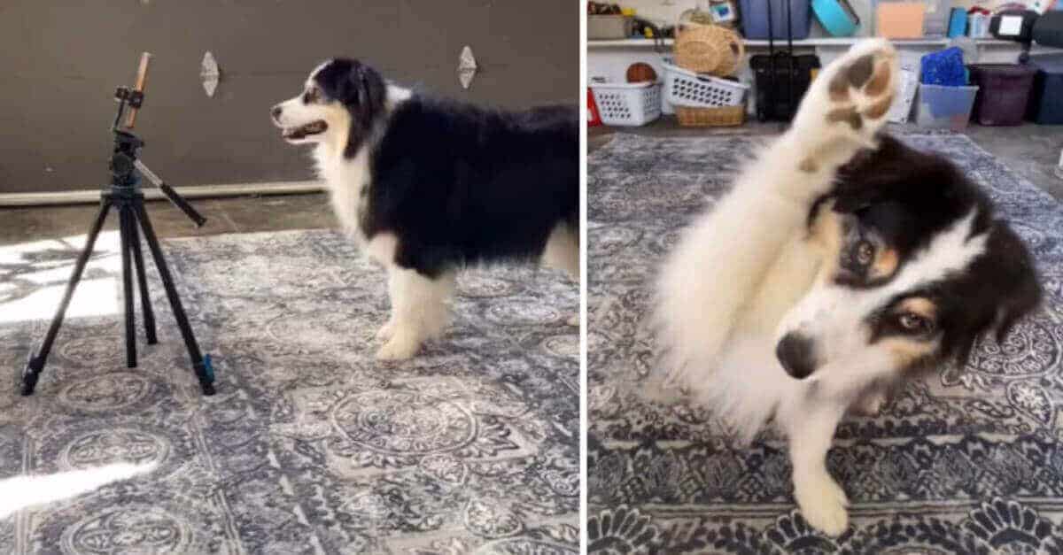 L’adorabile cane “tiktoker” che salta, balla e gira per i suoi video