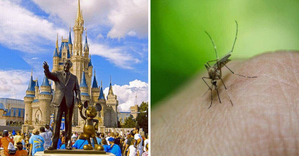 Ecco perché non si vedono molte zanzare a Disney World