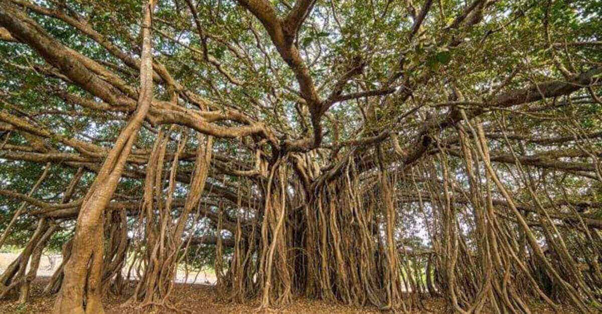 L’albero più grande del mondo misura 19.000 mq e forma una foresta da solo