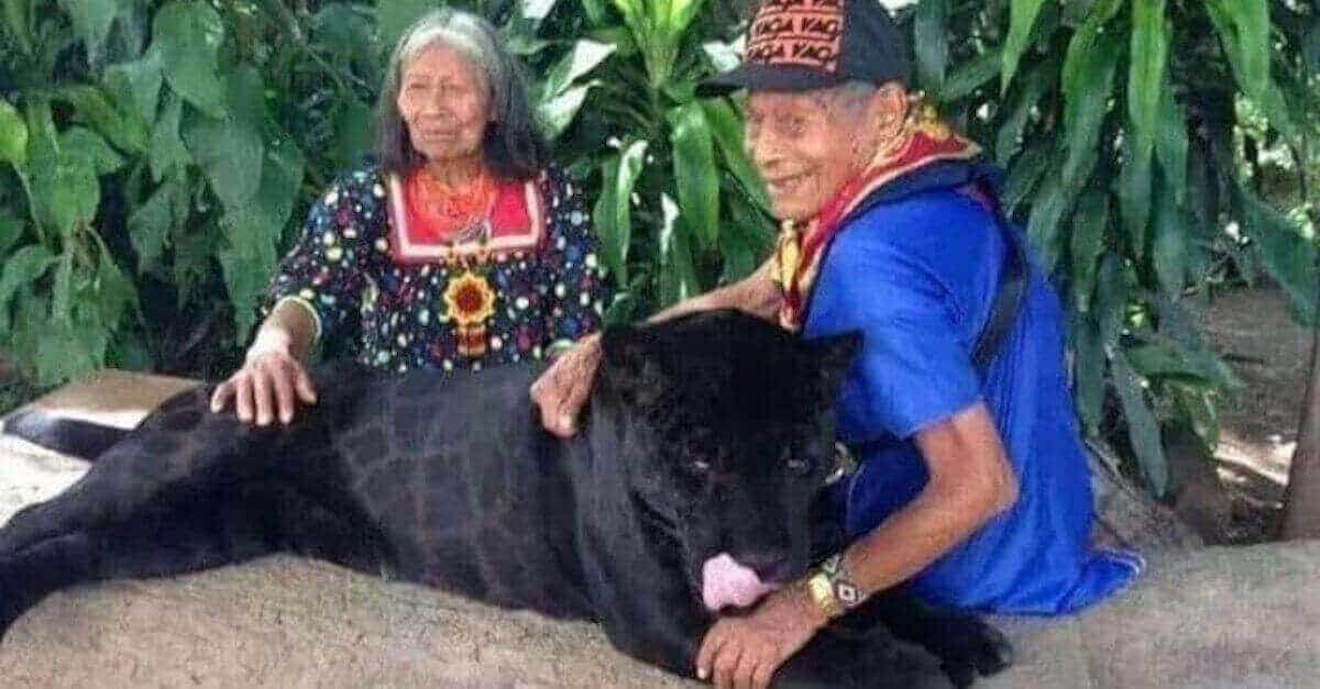 Una coppia di nonni in Guatemala ha adottato un cucciolo di giaguaro nero che è diventato un enorme gatto domestico
