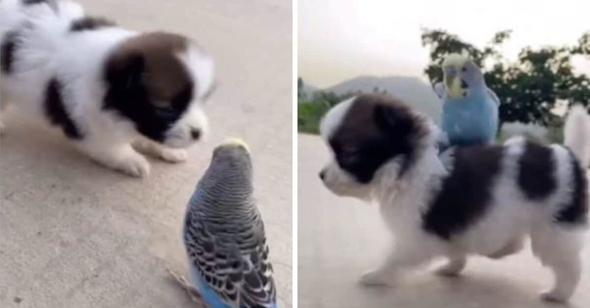 Un cucciolo e un parrocchetto sono i protagonisti di una scena che ha commosso migliaia di persone su TikTok