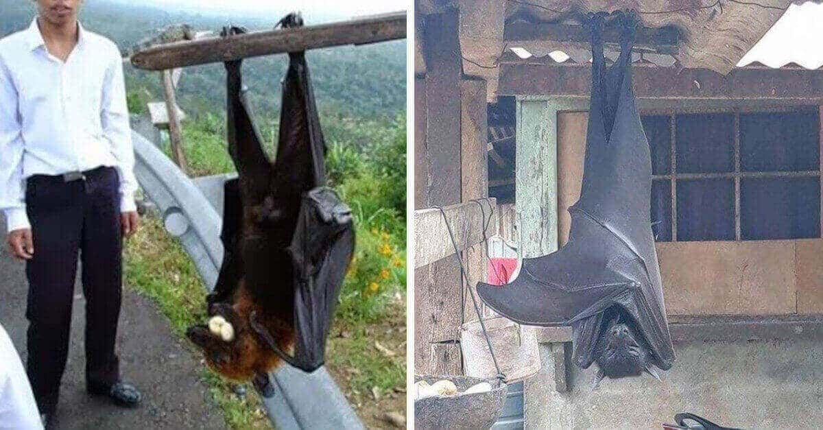Questa specie di pipistrelli è così grande che molti lo scambiano per una persona travestita