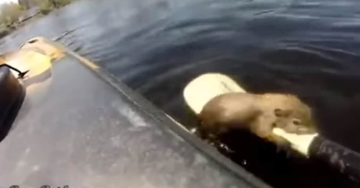 Un pescatore salva uno scoiattolo dall’annegamento mentre cercava di attraversare un fiume