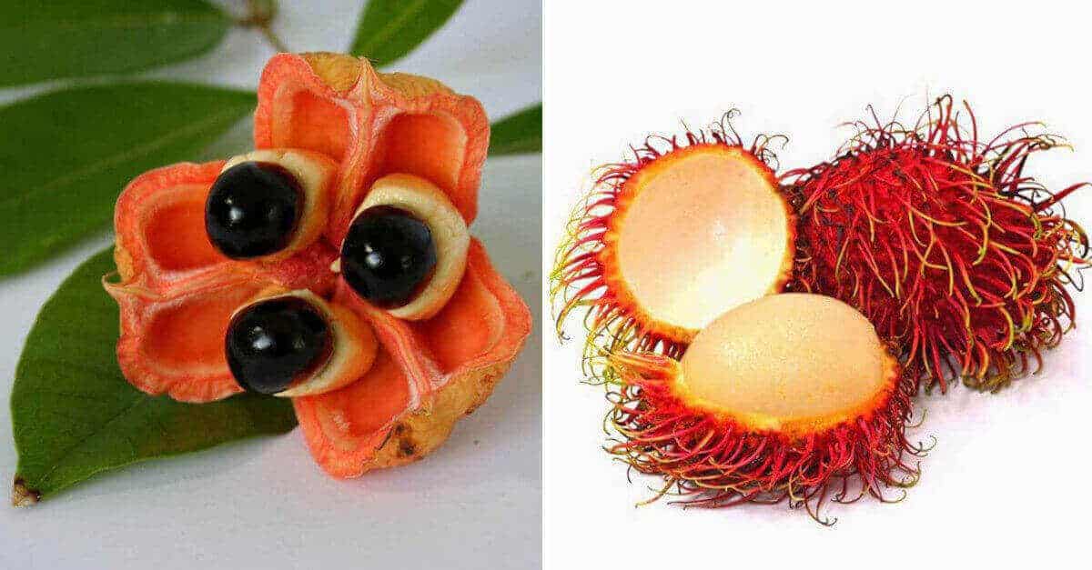 I 12 frutti più strani e deliziosi del mondo