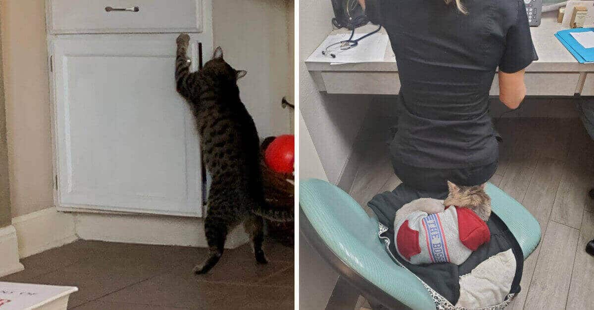 16 gatti che fanno le cose al modo loro