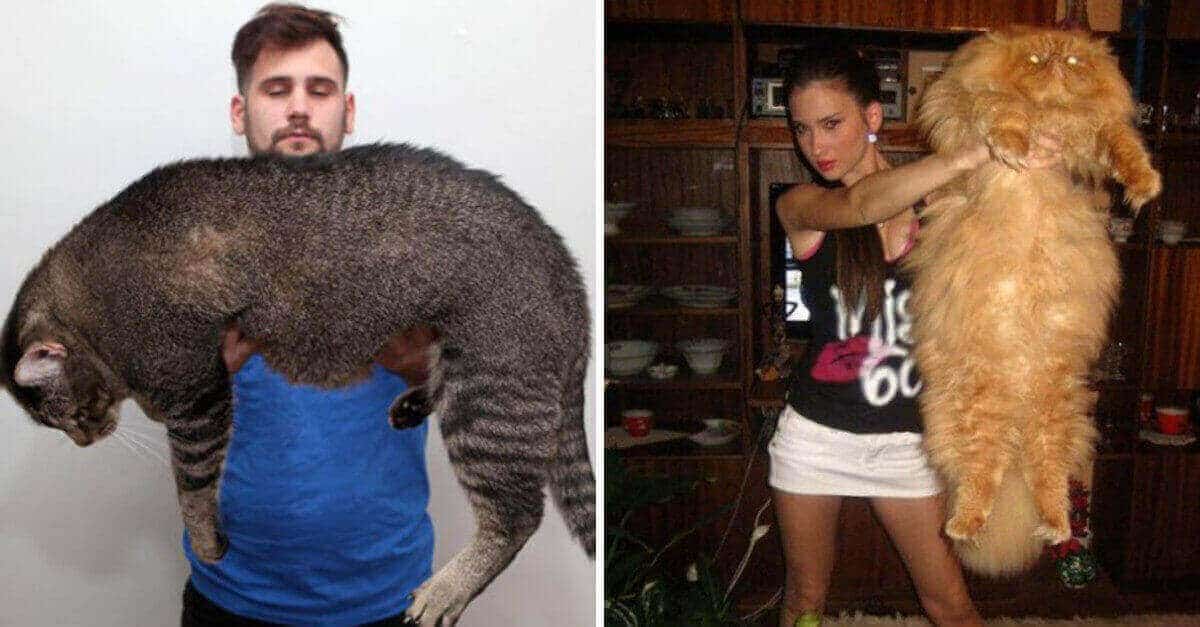 20 gatti che sembravano gattini e sono diventati giganteschi