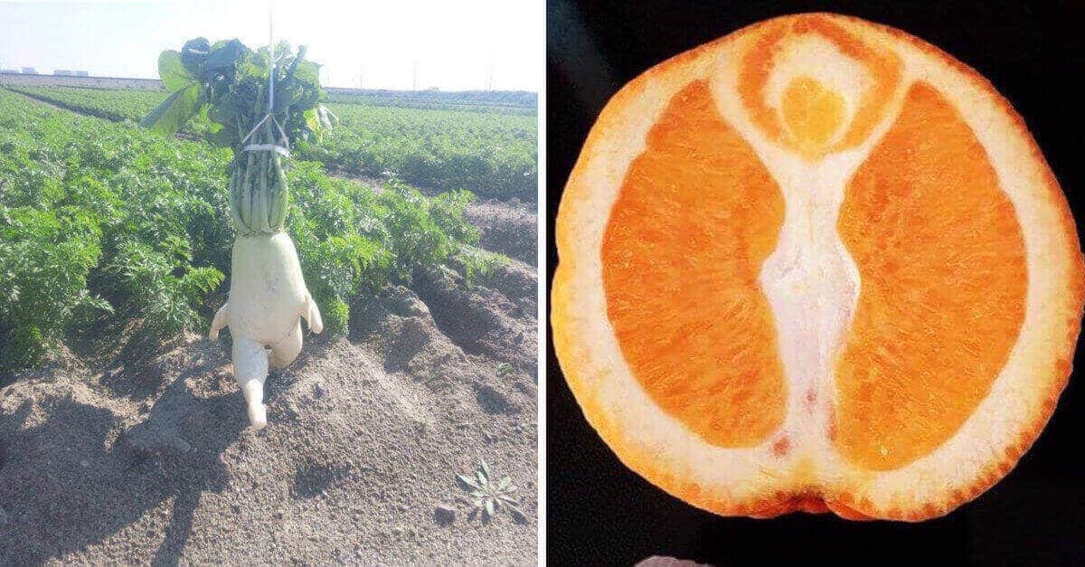21 foto di frutta e verdura che sembrano aver preso vita