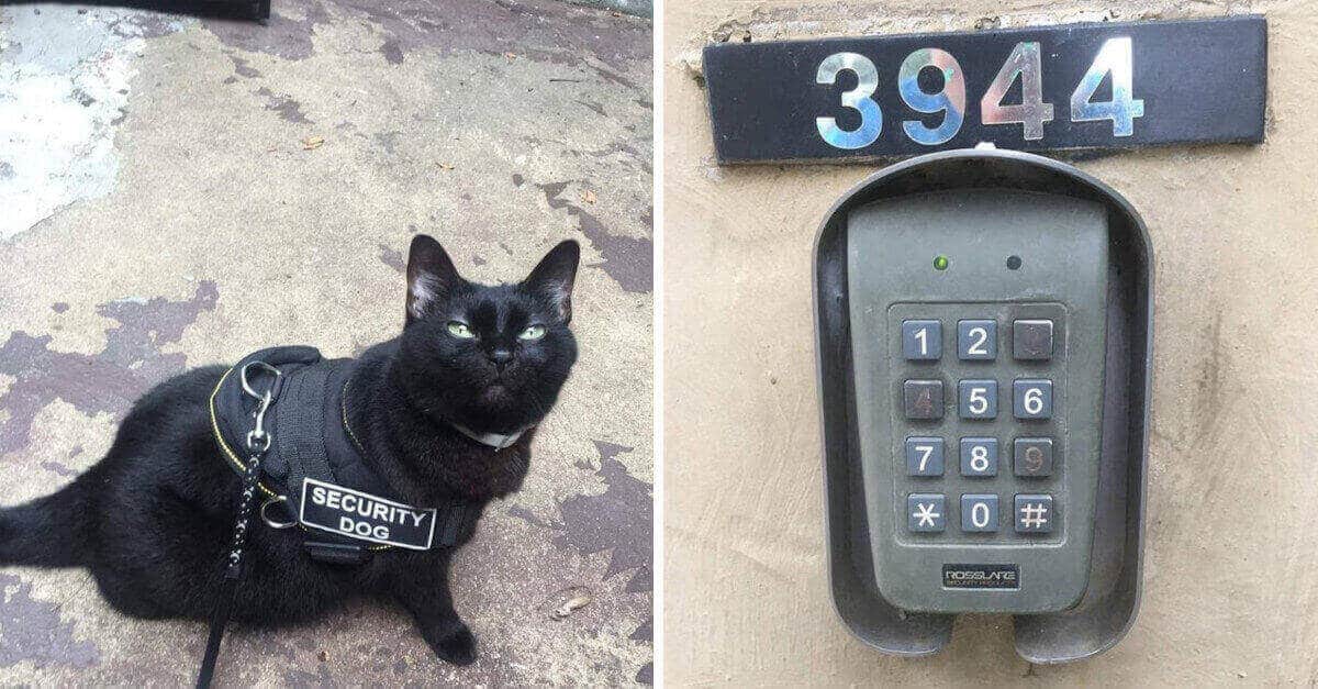 18 Foto di persone pigre che hanno fatto il loro lavoro a modo proprio