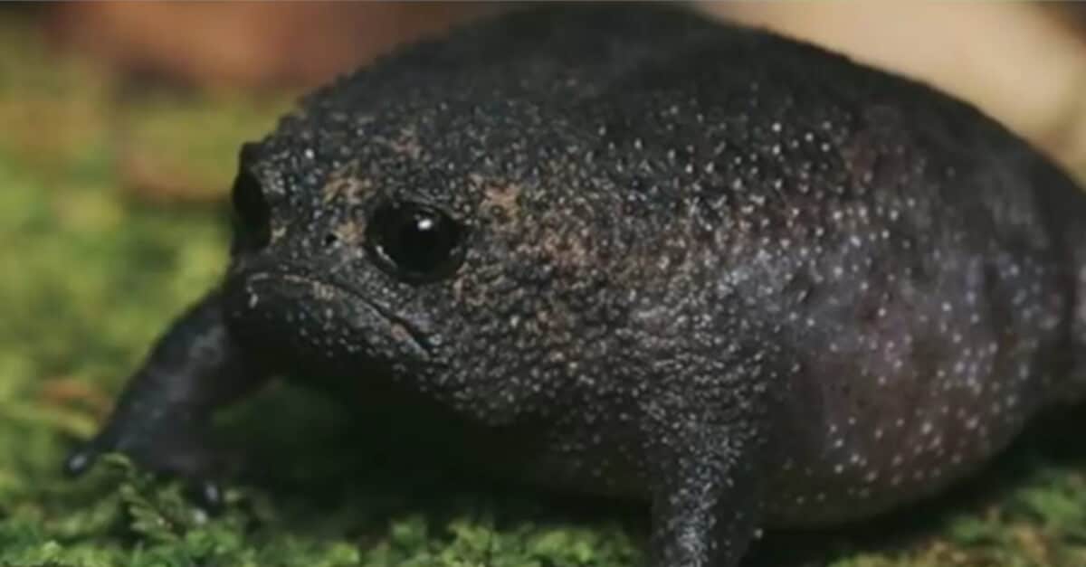 Queste minuscole rane nere del Sudafrica sembrano avocado scontrosi