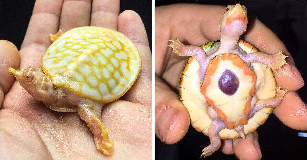 12 foto di tartarughe albine che sono la prova vivente dell’infinita creatività della natura