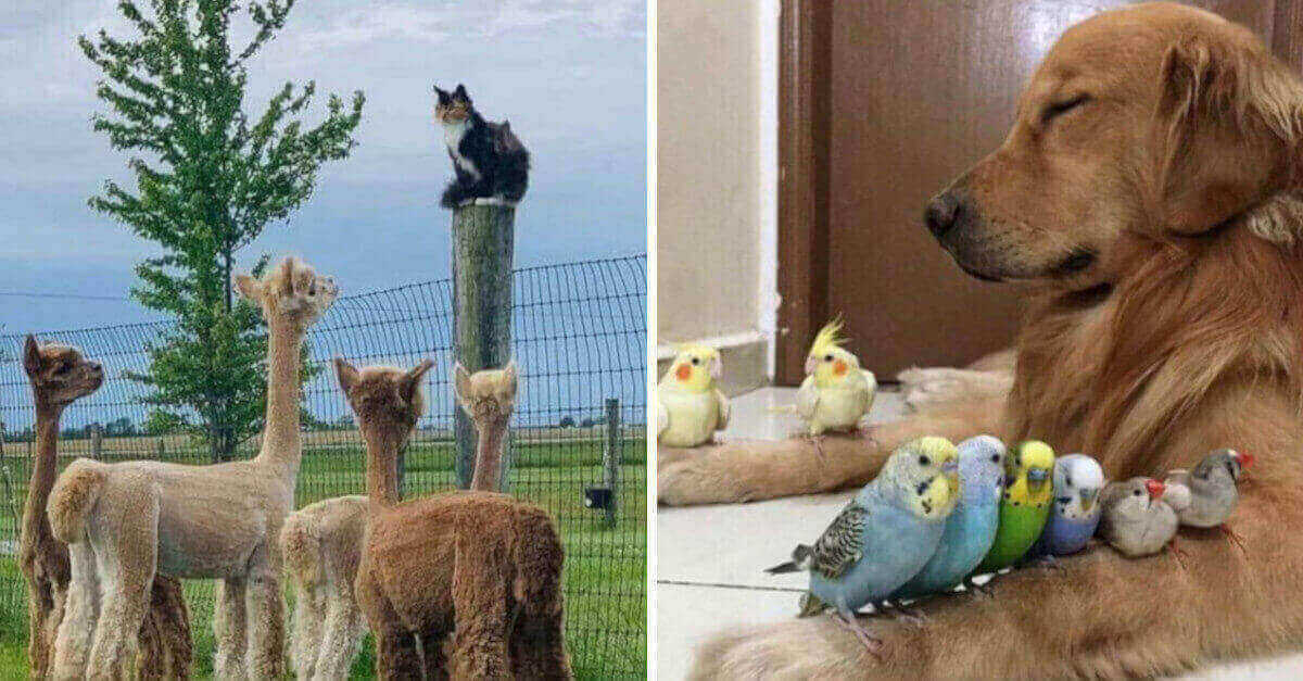 Un account Instagram condivide le foto di animali che si godono davvero la vita: 20 Immagini