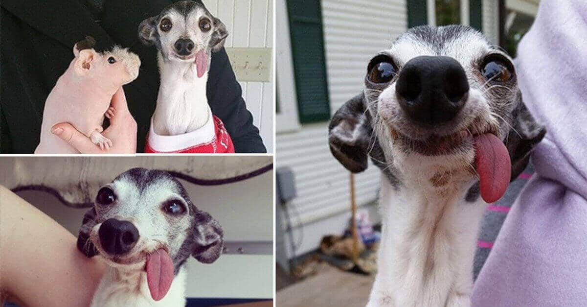 Zappa, il cane che assomiglia a Sid de L'era glaciale Zappa, il cane che assomiglia a Sid de L'era glaciale