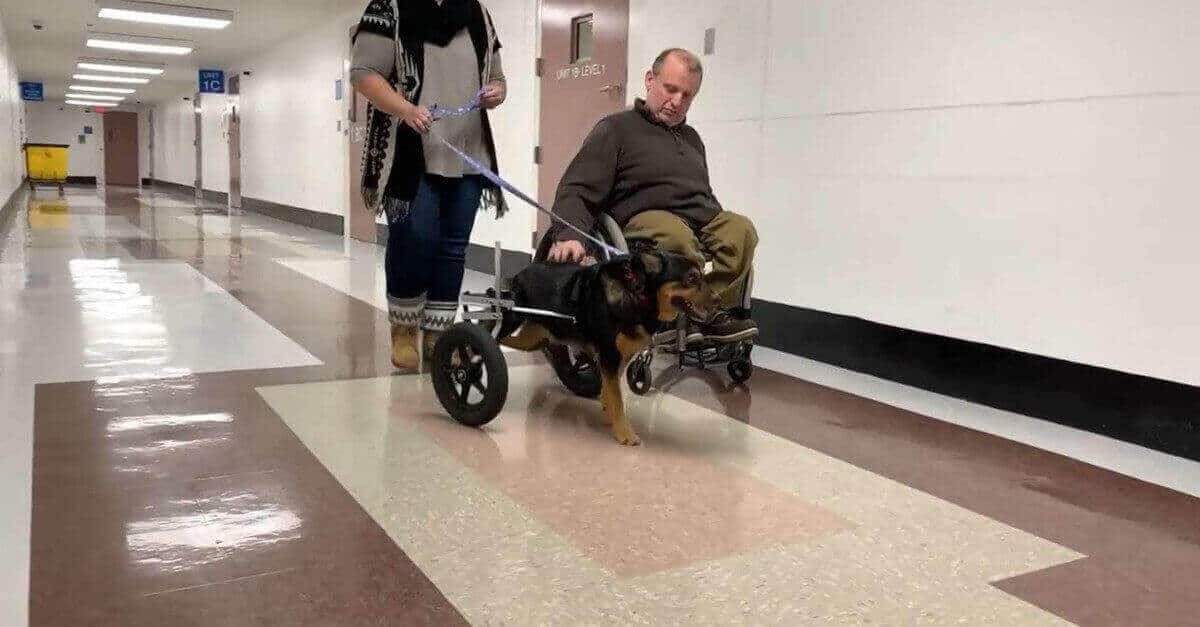 La commovente storia di un cane in carrozzina e del suo padrone, anche lui in carrozzina, che conquista il web