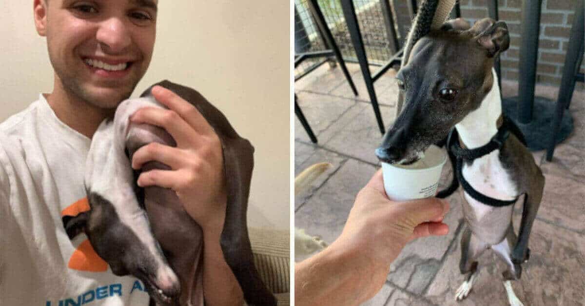 Questo levriero italiano si “scioglie” ogni volta che il suo padrone prova a farsi una foto con lui