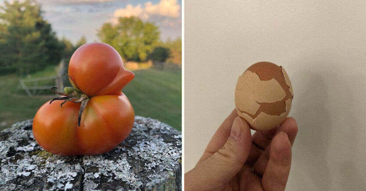 18 foto che mostrano che la natura ha un grande umorismo