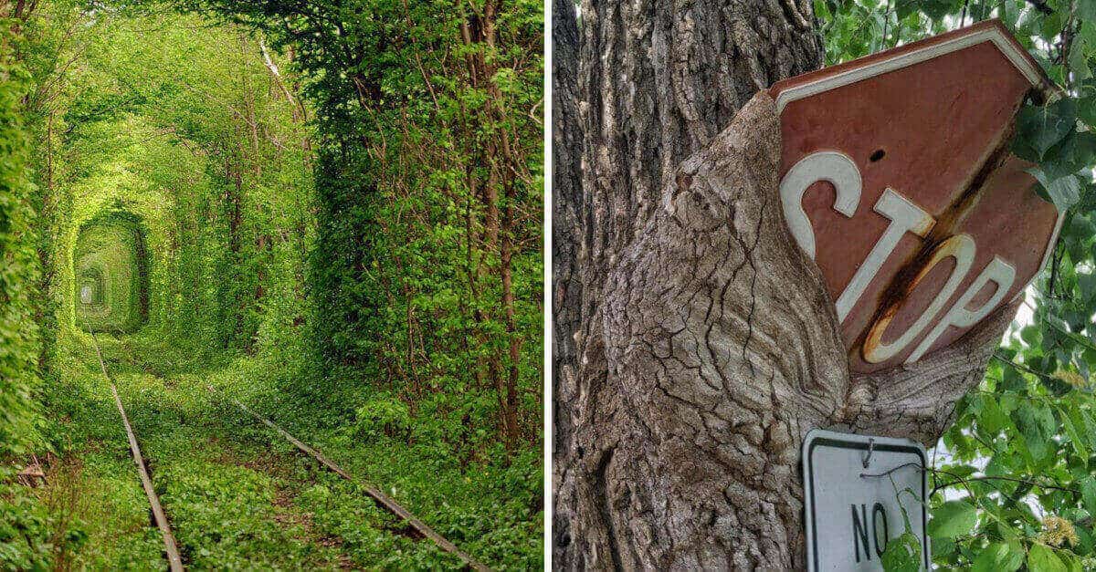 15 foto che ci mostrano quanto sia potente la natura