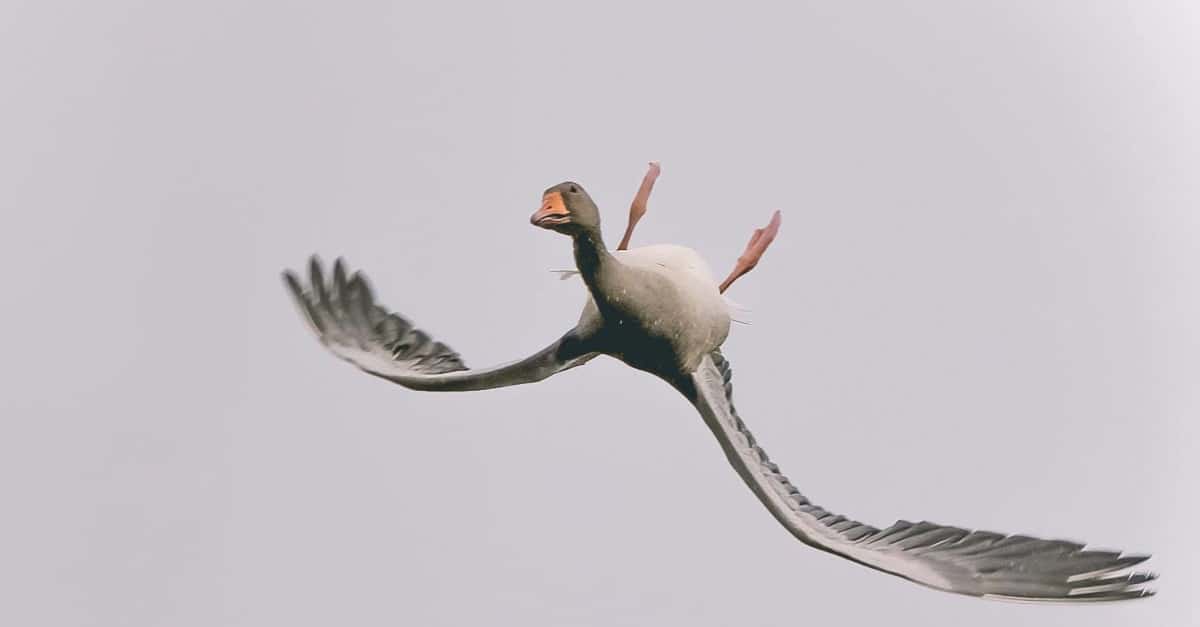 Fotografo cattura il momento in cui un’oca vola a testa in giù e le foto diventano virali