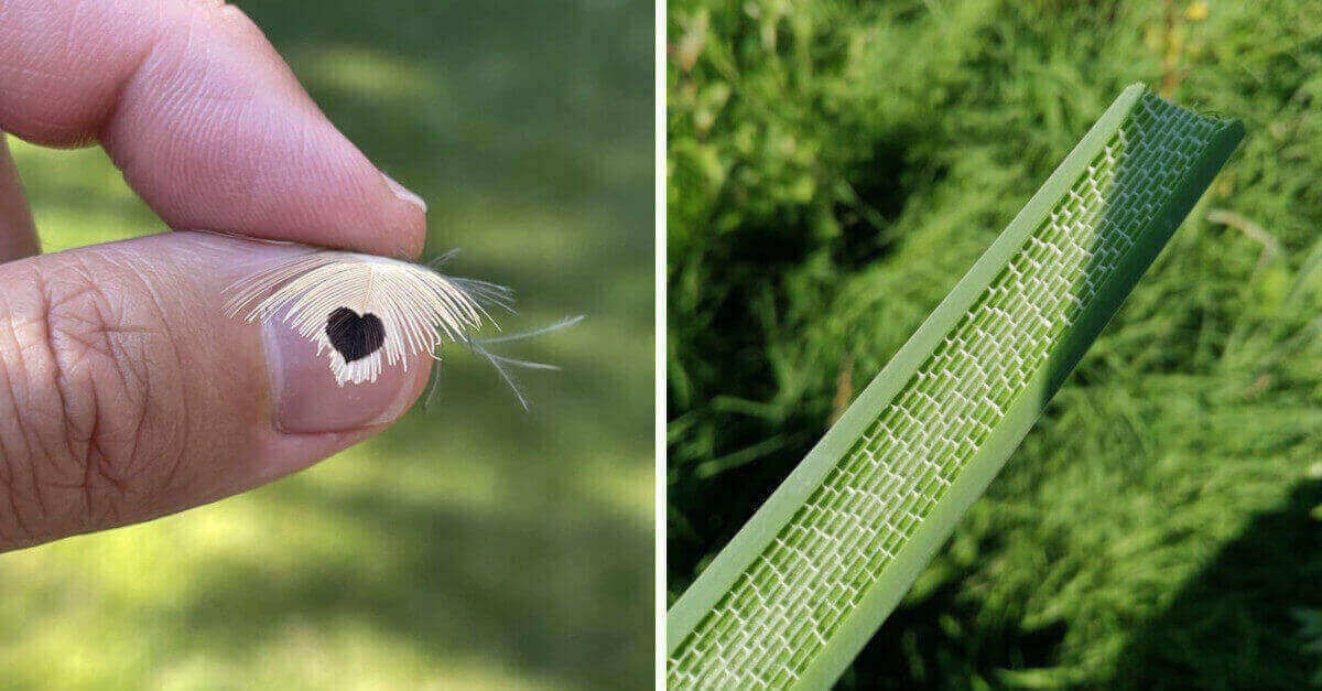 19 Foto che mostrano che la perfezione puo’ essere trovata ovunque